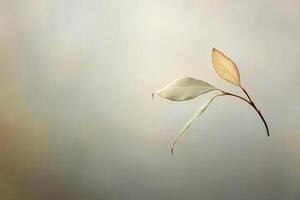 Two Delicate Leaves on a Branch Against a Blurred Background photo