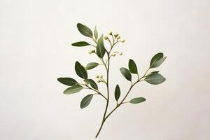 Green Branch with Small White Berries on White Background photo