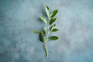 A Single Green Branch with Leaves on a Textured Blue Surface photo