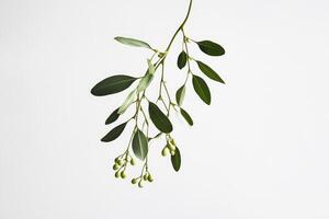 Green Branch with Leaves and Buds Against White Background photo