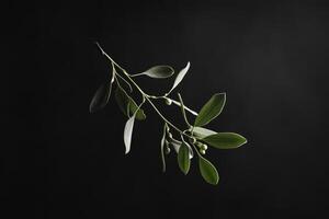A Sprig of Mistletoe with Green Leaves and Buds Against a Black Background photo