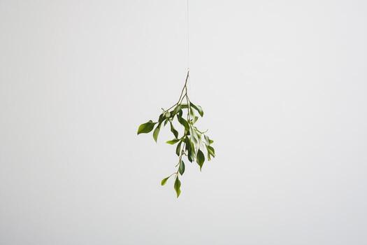 A Single Branch of Green Leaves Hanging from a String Against a White Background photo