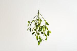 A Single Sprig of Mistletoe Hanging Against a White Background photo