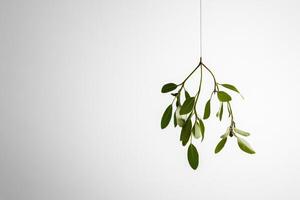 A sprig of mistletoe hanging from a thin string against a white background. photo