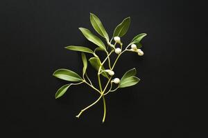 A Sprig of Mistletoe with White Berries and Green Leaves Against a Black Background photo