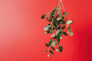 Green Branch with Berries Hanging Against a Red Background photo