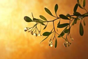 Silhouetted Branch with White Berries Against a Golden Sunset Background photo