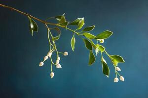 Branch with White Buds and Green Leaves against a Teal Background photo