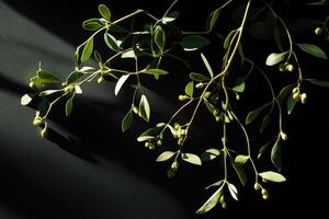 Green Plant Branch with Light Green Berries on Black Background photo