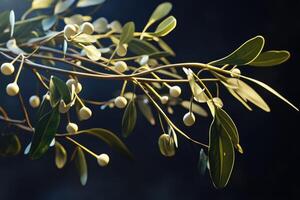 Close-up of Mistletoe with White Berries and Green Leaves photo