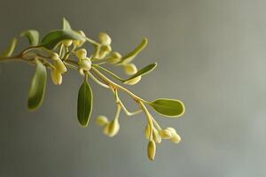 A Close-Up of a Green Branch with Small Yellow Buds photo