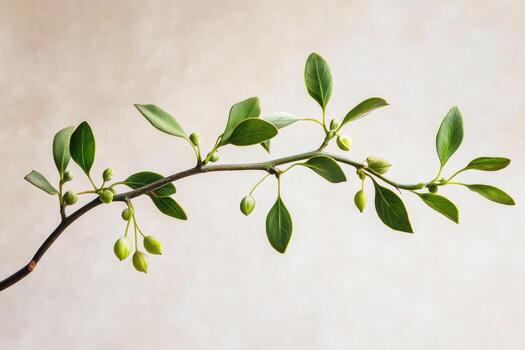 A Branch with Green Leaves and Buds Against a Light Beige Background photo