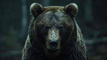 A bear in a forest at night, looking directly at the camera. photo
