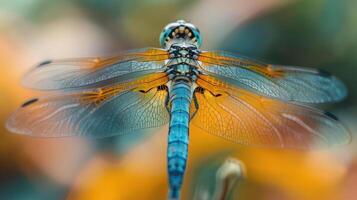 A dragonfly in mid-flight with vibrant blue wings and an orange body, photo