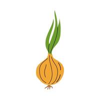 Fresh spring onion with green shoots displayed on a white background for culinary use vector