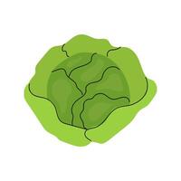 Fresh green cabbage with vibrant leaves and detailed texture on a white background vector