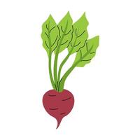 Colorful cartoon representation of a fresh radish with green leaves on a white background vector