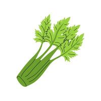 Fresh green celery stalk with vibrant leaves on a white background showcasing healthy produce vector