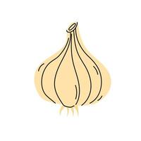 Fresh garlic bulb illustration emphasizing natural cooking ingredients and culinary uses vector
