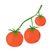 Ripe tomatoes growing on a vine under bright sunlight in a garden setting vector