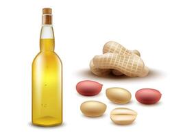 Realistic glass bottle peanut oil with peanut seeds and peanut pods on white background for advertising, web and etc. vector