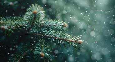 Close Up Of Snow Falling On Pine Tree Branches In Winter photo