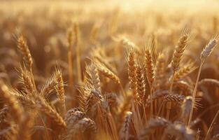 Golden Wheat Field At Sunset In Rural Setting photo