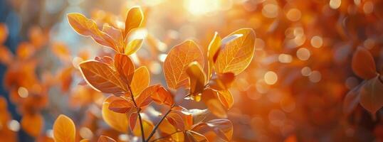 Autumn Leaves Glowing In Sunlight photo