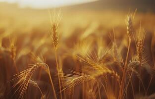 Golden Wheat Field at Sunset photo