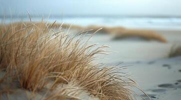 Seagrass Blowing In The Wind On A Cloudy Beach Day photo