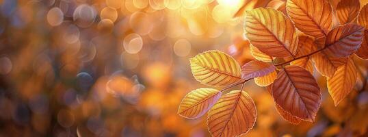 Autumn Leaves Glowing In Sunlight photo