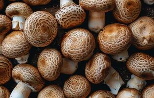 Close Up of Brown And White Mushrooms With Scaly Caps photo