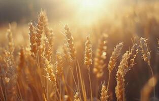 Golden Wheat Field At Sunset In Rural Setting photo