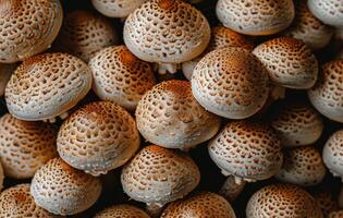 Close Up of Brown And White Mushrooms With Scaly Caps photo