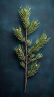 A close up look at a pine branch showcasing fresh needles and pine cones against a dark background photo