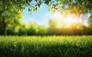 Sunny grass field under tree canopy with soft green leaves during afternoon light photo