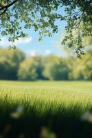 Serene green meadow in spring with blossoming trees and gentle sunlight filtering through photo