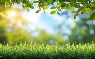 Sunny grass field under tree canopy with soft green leaves during afternoon light photo