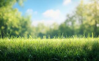 Sunny grass field under tree canopy with soft green leaves during afternoon light photo
