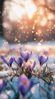 Crocuses bloom through the snow in early spring as sunlight filters in the background photo