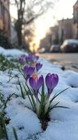 Crocuses bloom through the snow in early spring as sunlight filters in the background photo