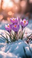 Crocuses bloom through the snow in early spring as sunlight filters in the background photo