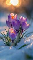 Crocuses bloom through the snow in early spring as sunlight filters in the background photo