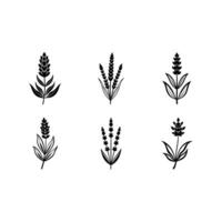 Beautiful lavender art designed with for your creative projects vector