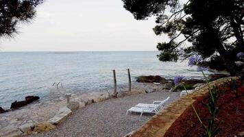 Tranquil Beachfront adorned with Purple Flowers creating a calming atmosphere video