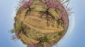 Peach Trees Spring Landscape Spherical - A fisheye lens perspective of blooming peach trees in a spring landscape. video
