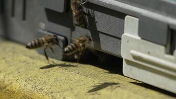 Bees, pollen, hive - Close-up view of bees with colorful pollen on legs near beehive entrance, 240 fps slow motion, pollination process in nature. Apis mellifera video