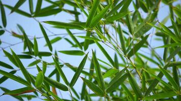 green leaves bamboo tree blowing in wind, leaf on blue background. Tree branch blowing in wind. slow motion nature backgrounds video