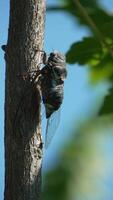 A cicada sits on a tree at summer, closeup shot. Singing loudly to call the female. Intense buzzing of cicadas. Cicada Lyristes plebejus. Vertical video