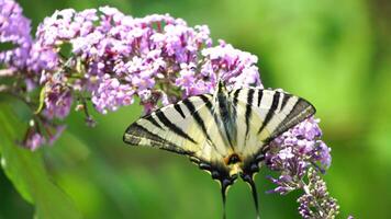 A common yellow swallowtail Papilio machaon on the flower of a butterfly bush Buddleja davidii . Close up, slow motion video